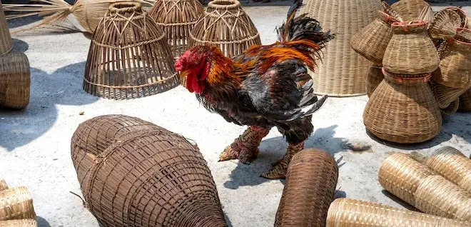 Photo of a cockerel moving in between basket trap containers.
